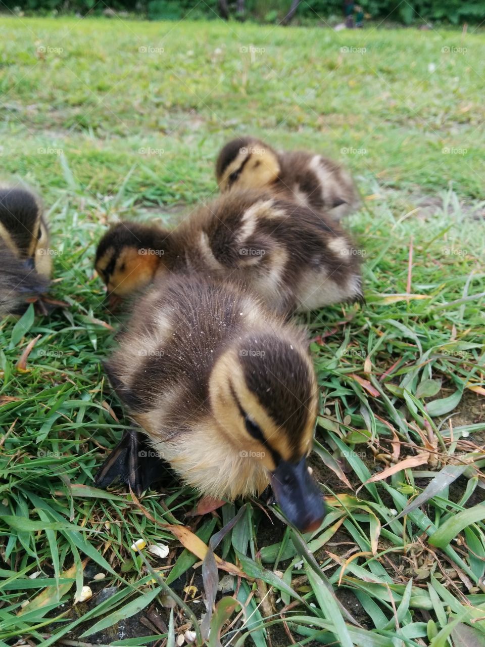 Ducklings eating. duckling eating close up