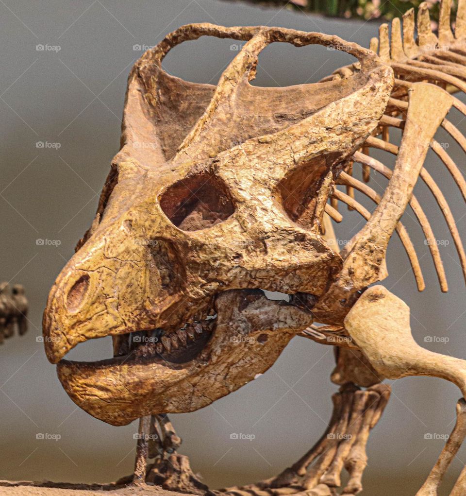 fossils at the field Museum