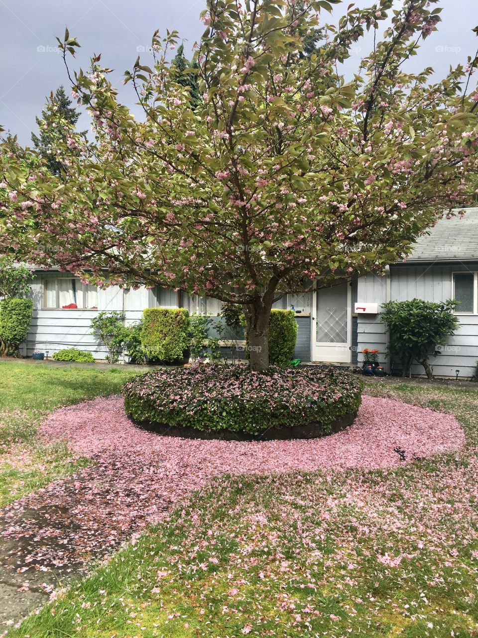 Cherry blooms coming down from tree in small front yard 