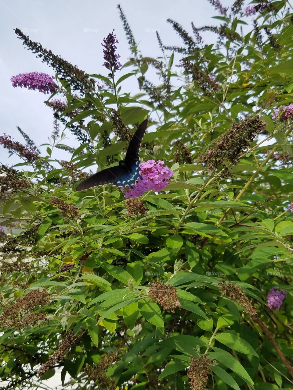 Butterflies fly away