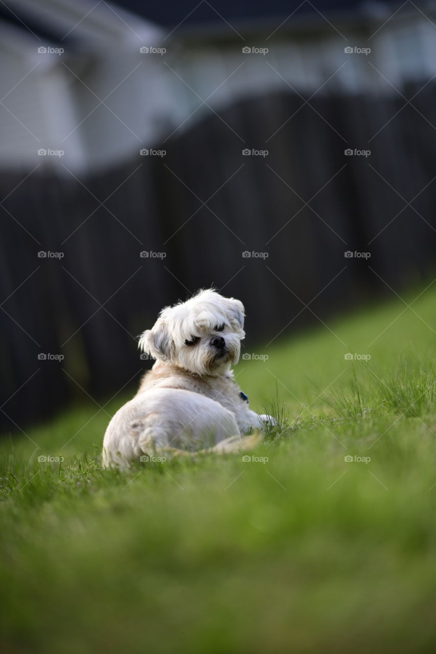 white dog in green grass
