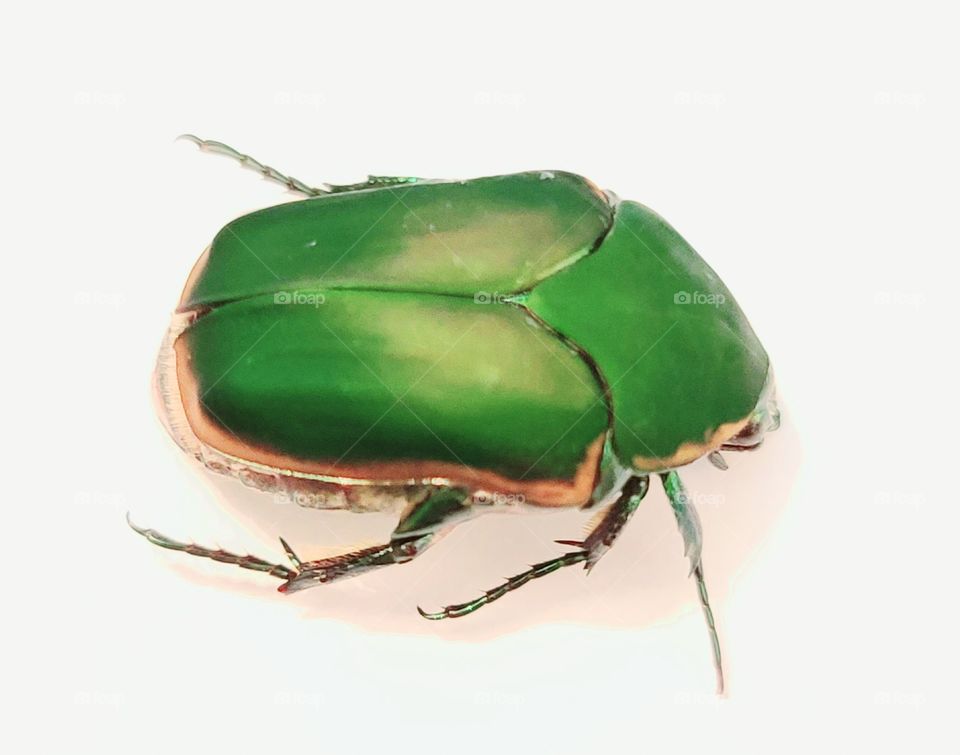 Emerald Green Bug