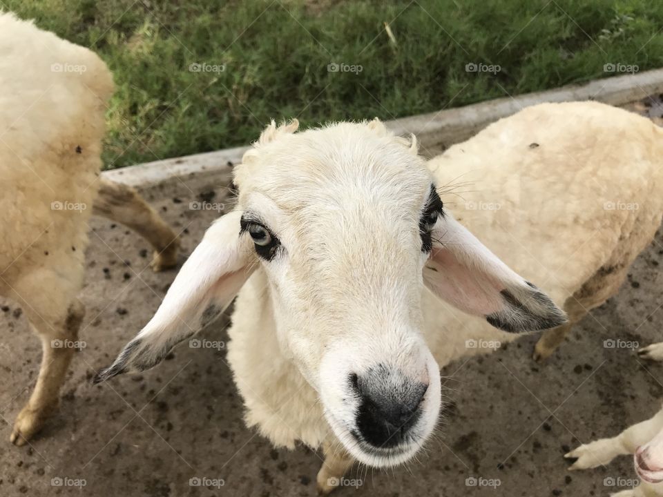 Sheep’s farm 