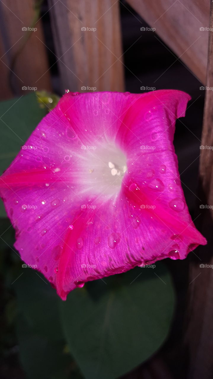 No Person, Flower, Nature, Color, Summer