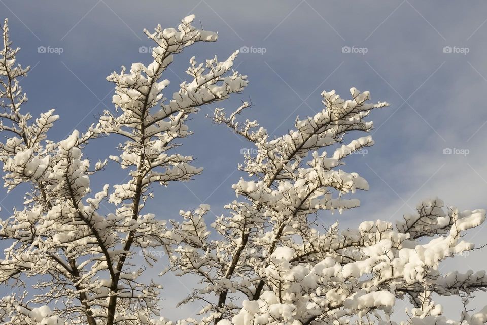 Branches covered with snow against blue sky