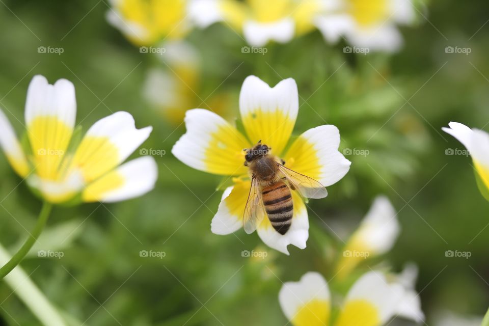 Close-up of insect on flower