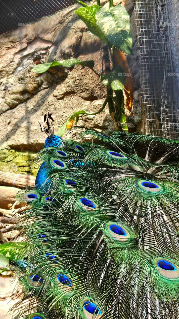 peacock