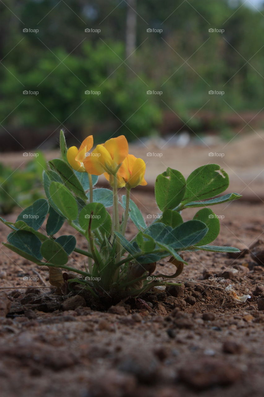 a blooming plant