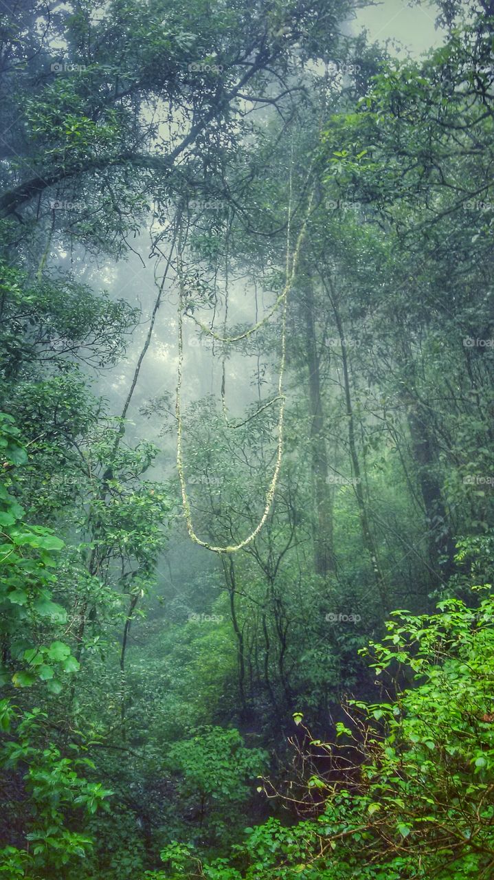 hanging woods