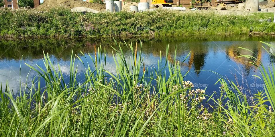 vegetation growing along a bank of a river