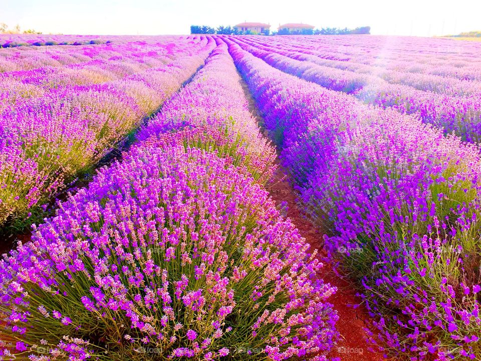 View of a levander field in a sunny day 