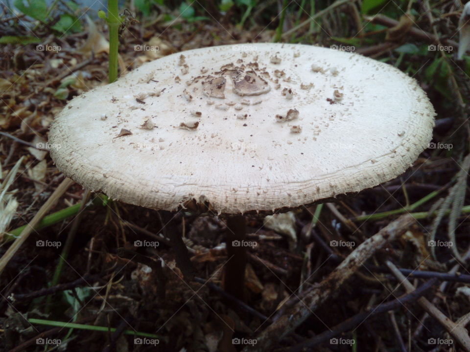 Wild Mushroom