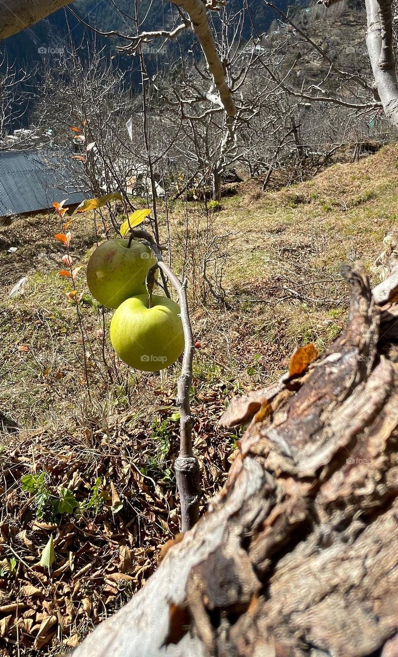 gala apples holding on