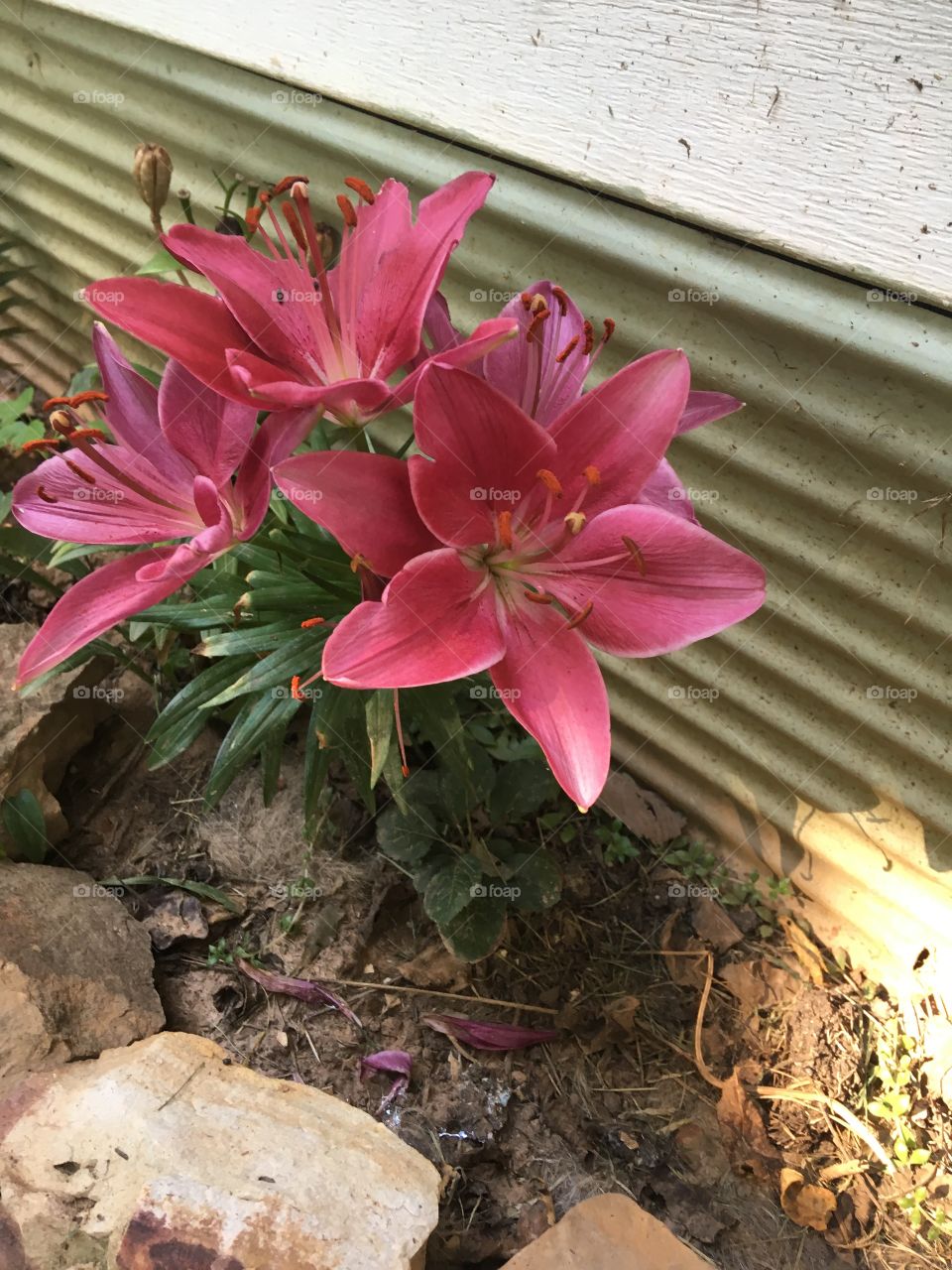 Bought this in the beginning of spring with blooms and it’s blooming again first of September!