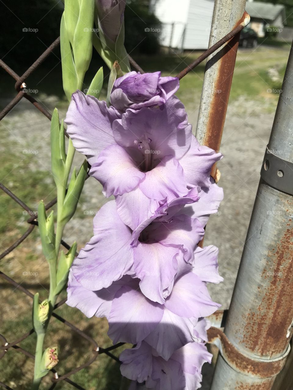 Purple gladiolus flowers in bloom by fence 