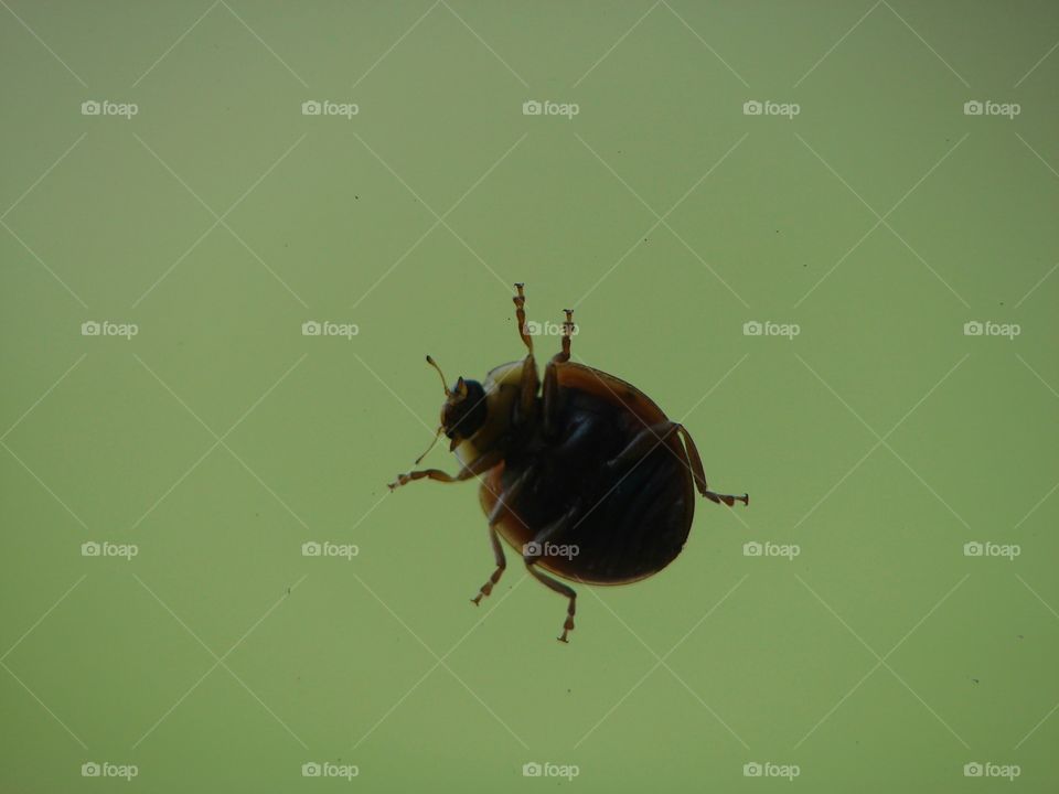 Ladybug on a window bottom shot