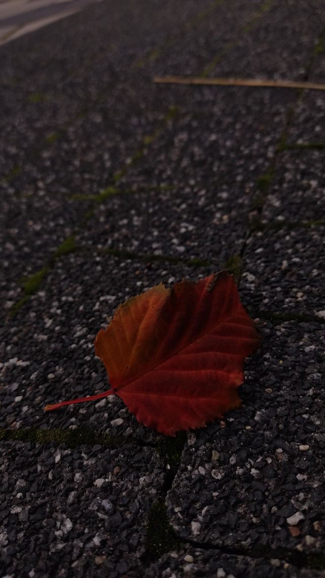 autumn is coming