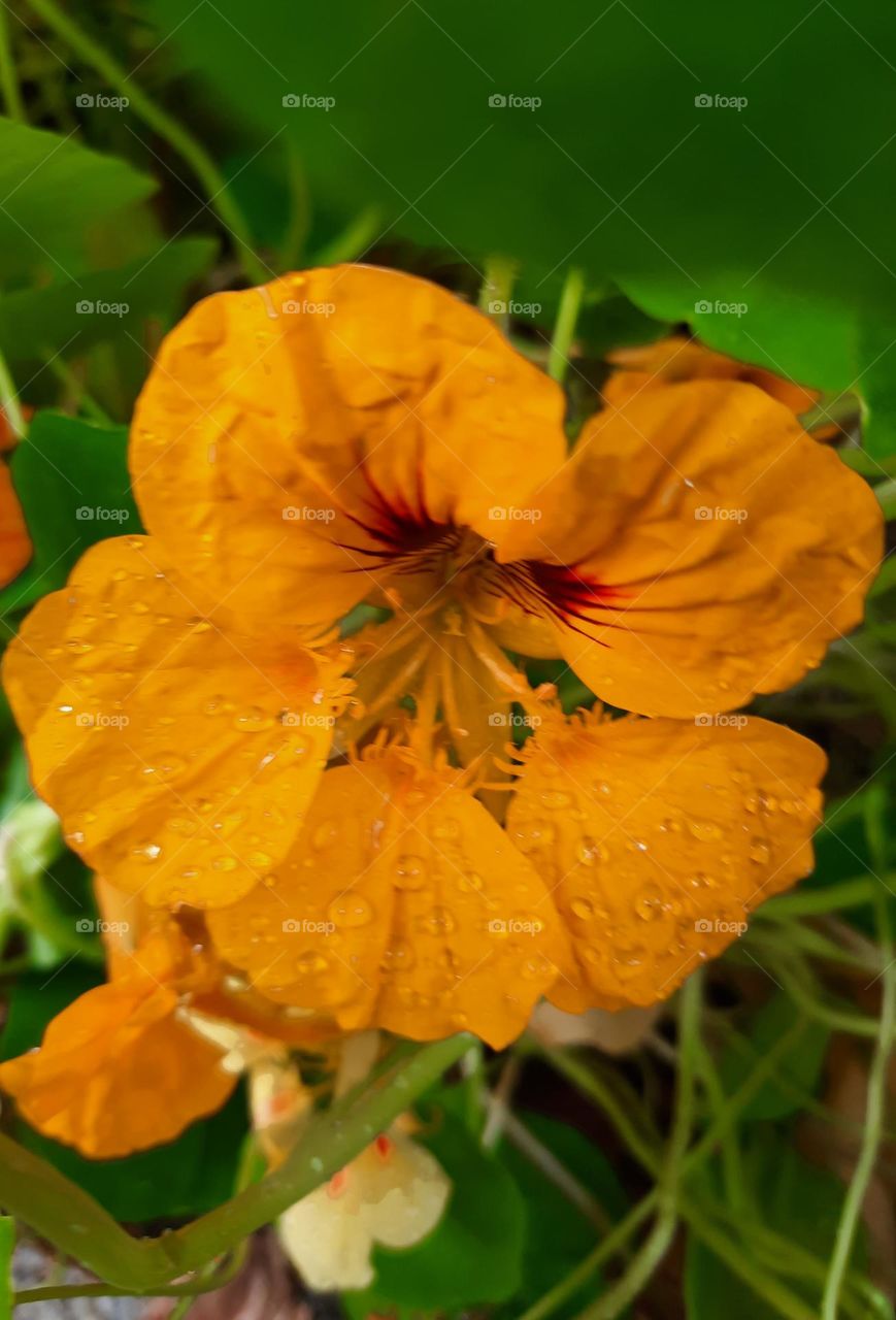 close-up of yellow  nasturtium flower