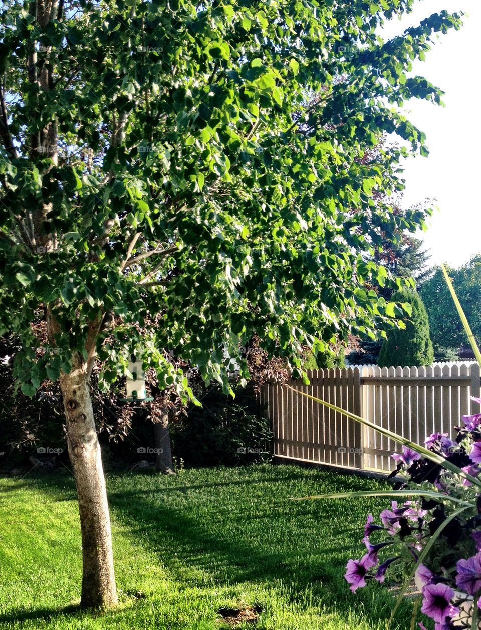 flowers grass tree backyard by stykellee
