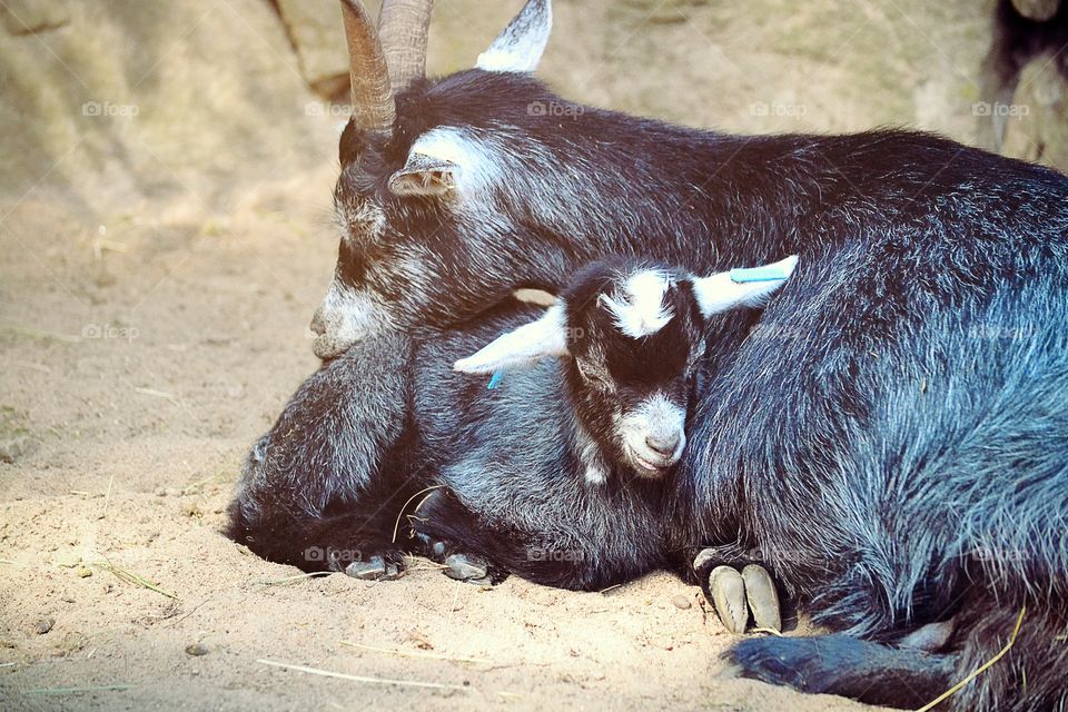 Goats. Two sweet goats sleeping in the sun