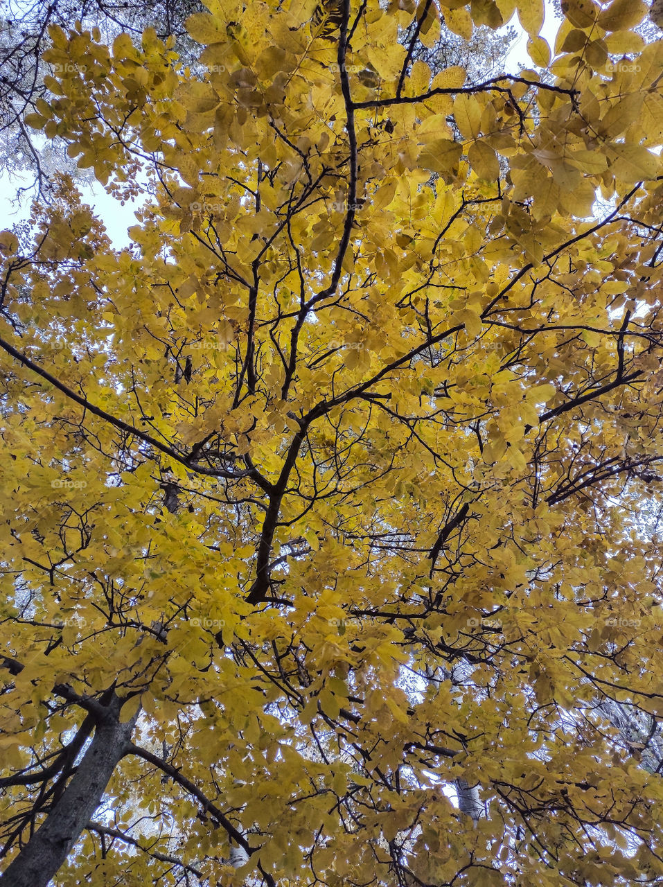 yellow tree
