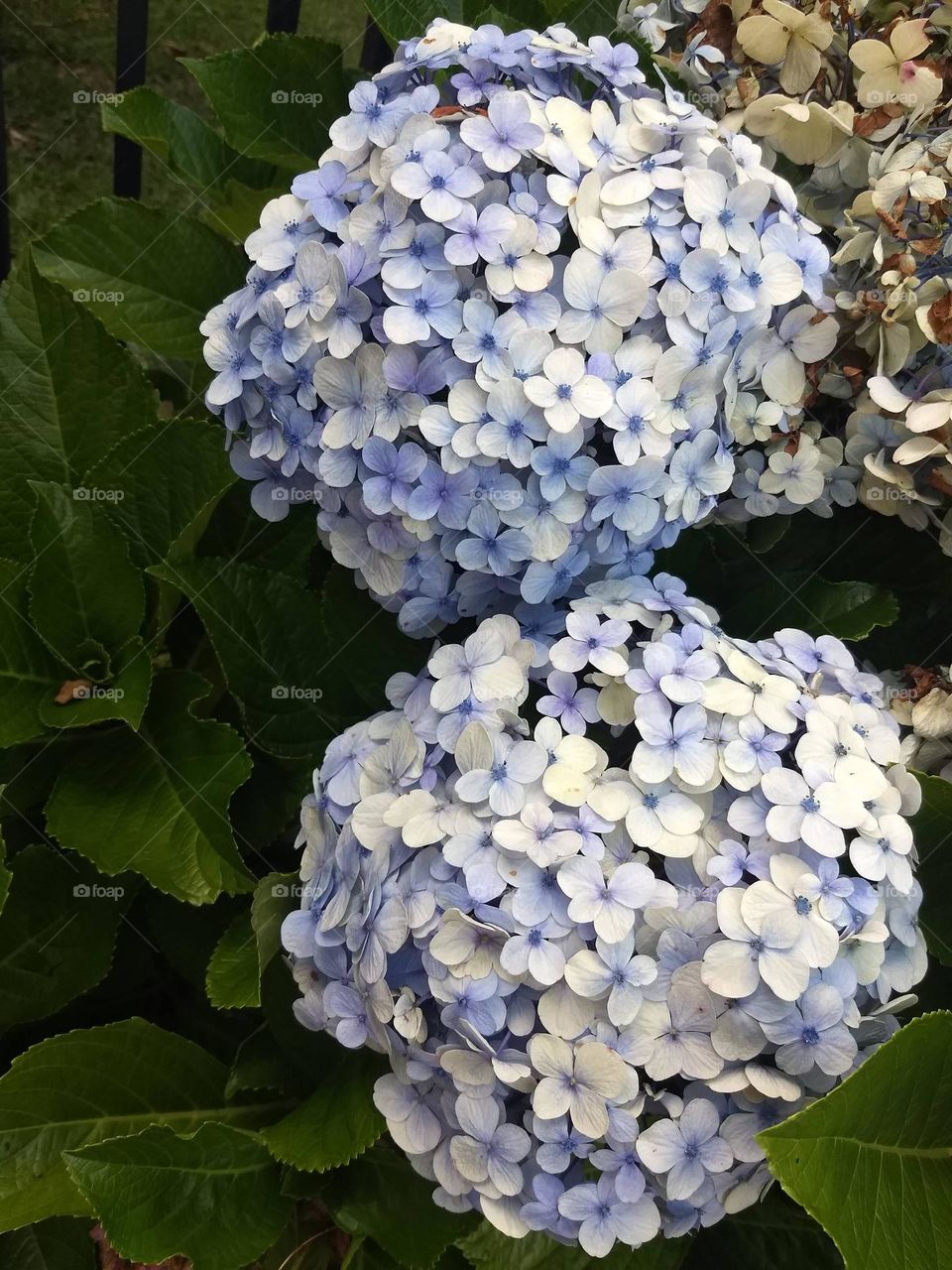 hydrangeas