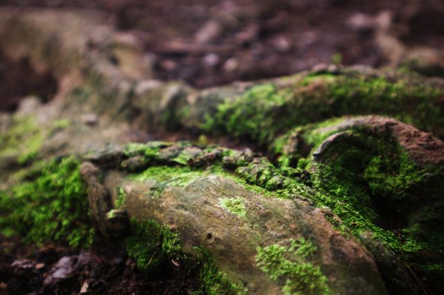 natural grass with tree