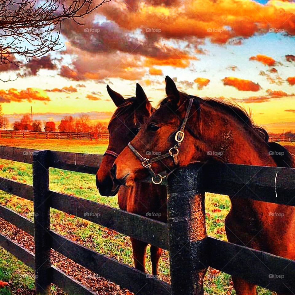 Horses on a horse farm in Kentucky while we were enjoying the sunset as well. 
