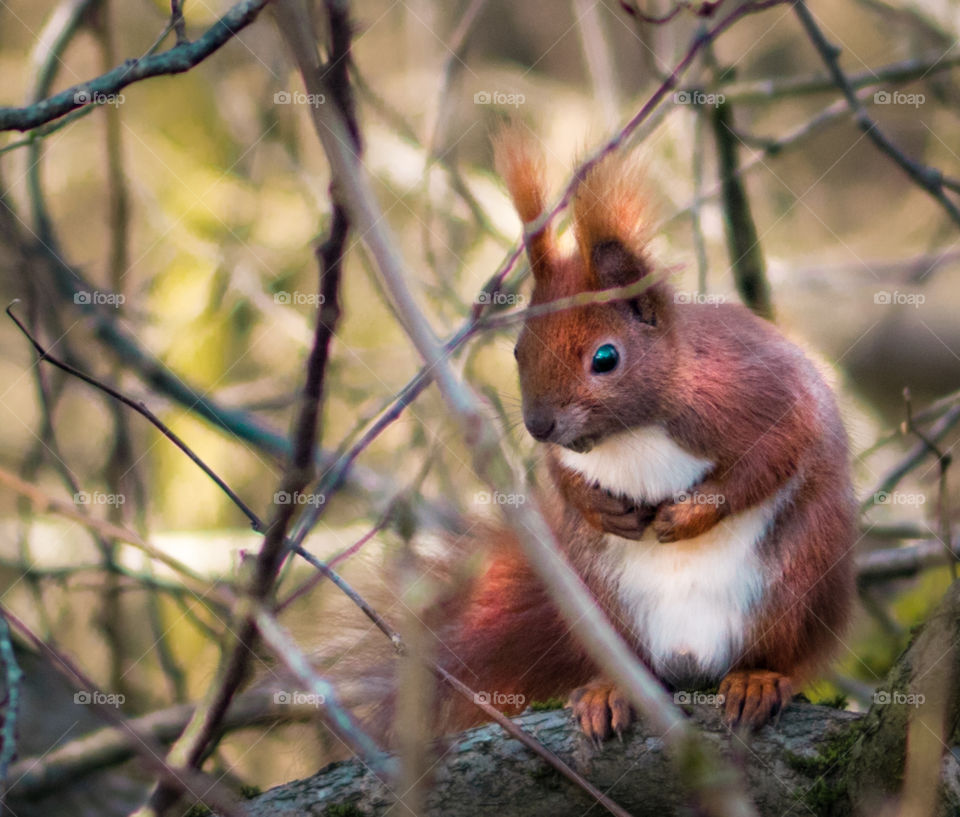 Squirrel in the forest