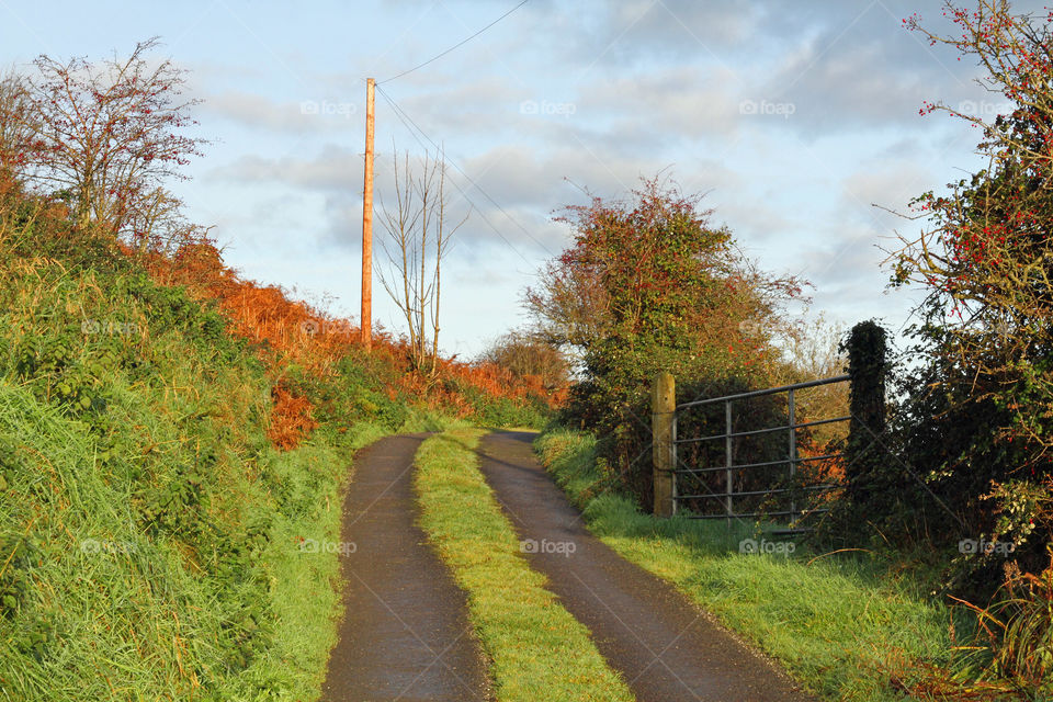 A country road in autumn