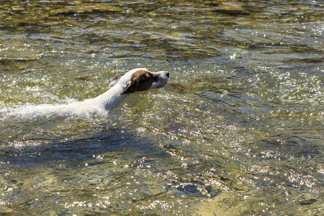 swimming dog