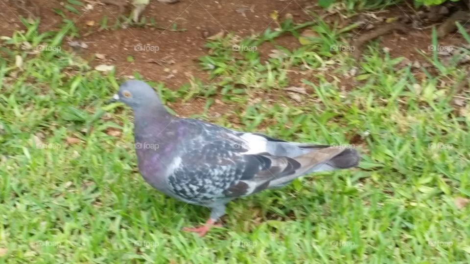 pigeon searching for grains