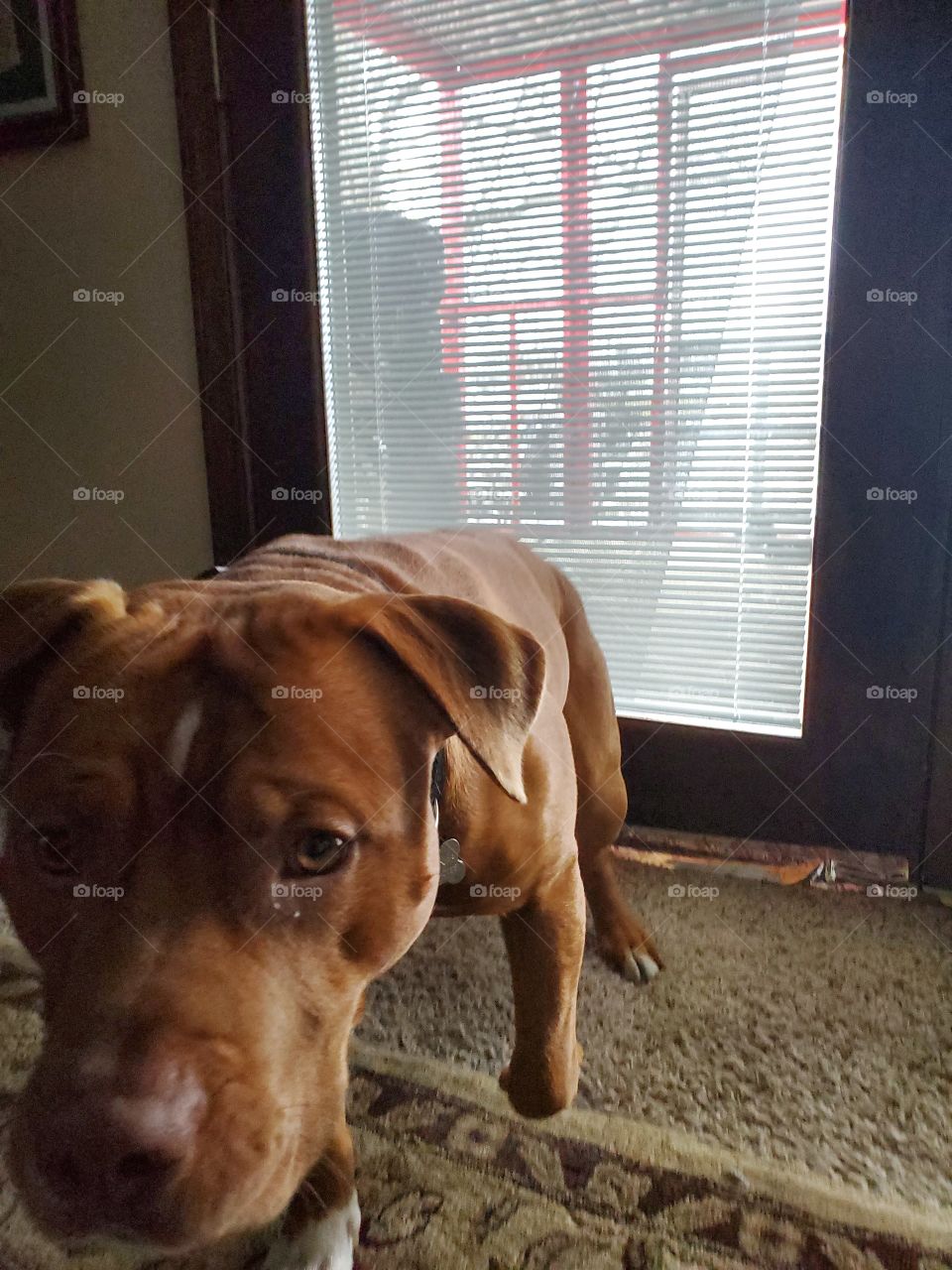 Red the friendly Pitbull😁🐶