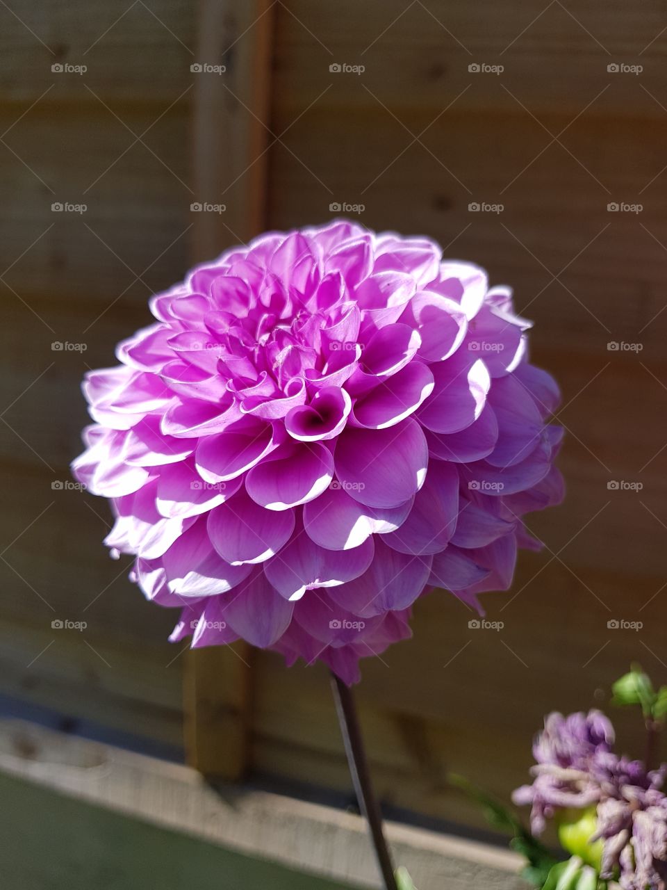 purple flower