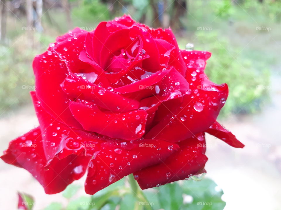 Water drops on red rose