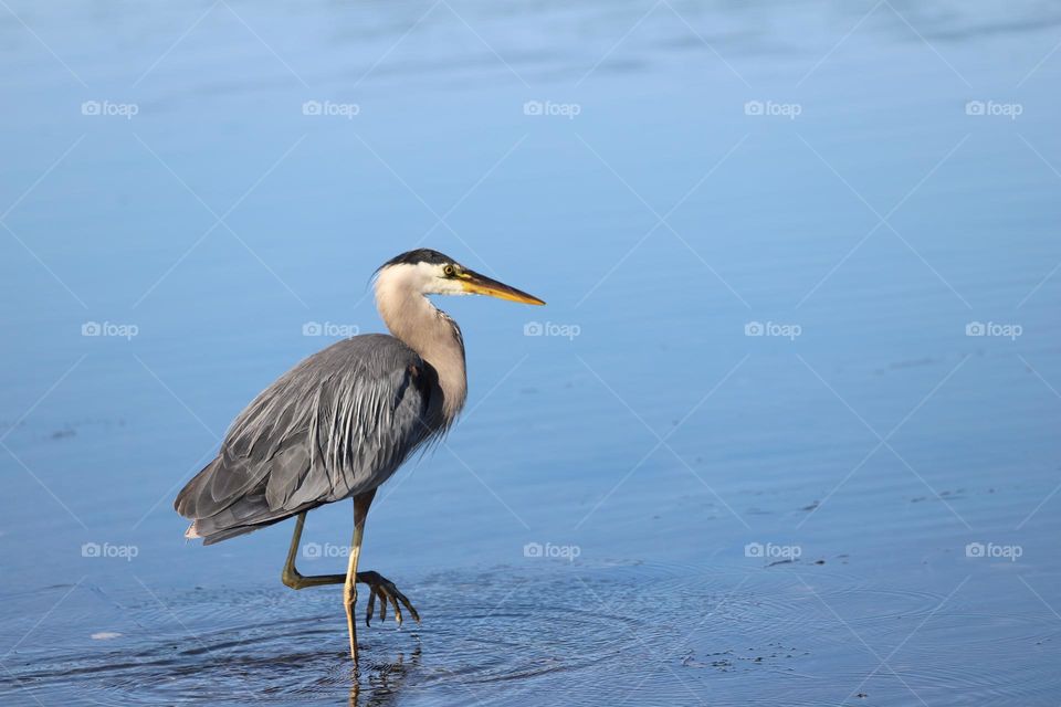 Heron hunting 