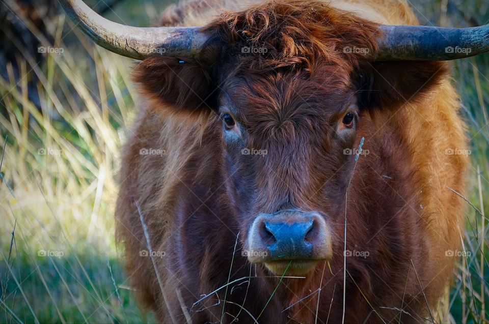 Face to face with a territorial cow.