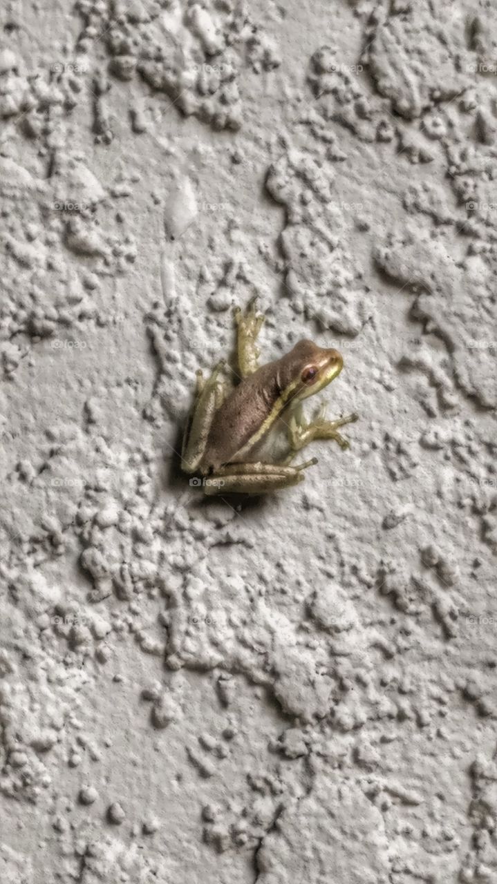 frog friend