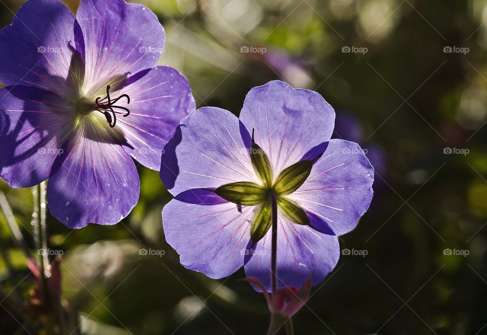 Purple flower