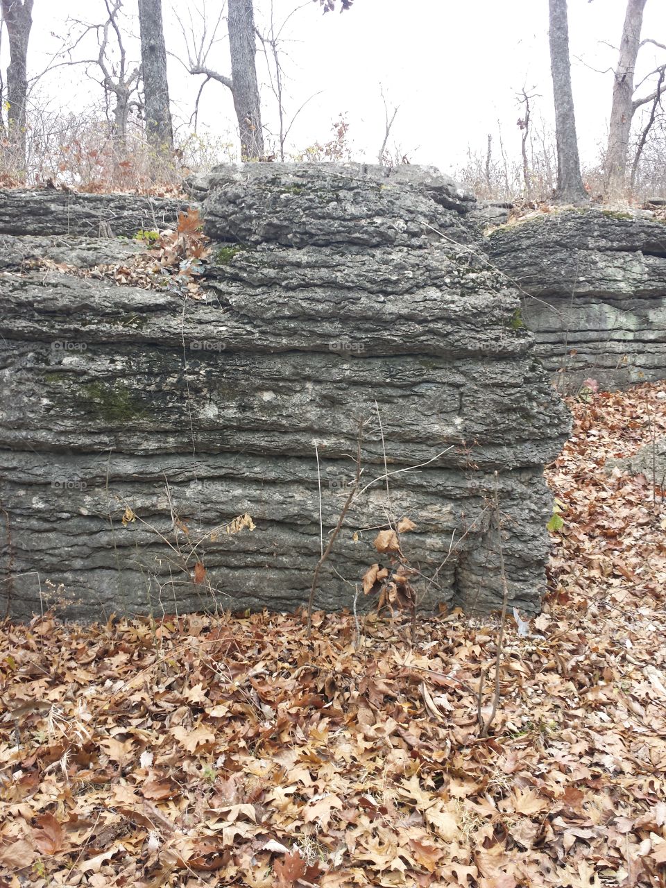 Dry autumn leaves fallen in the forest