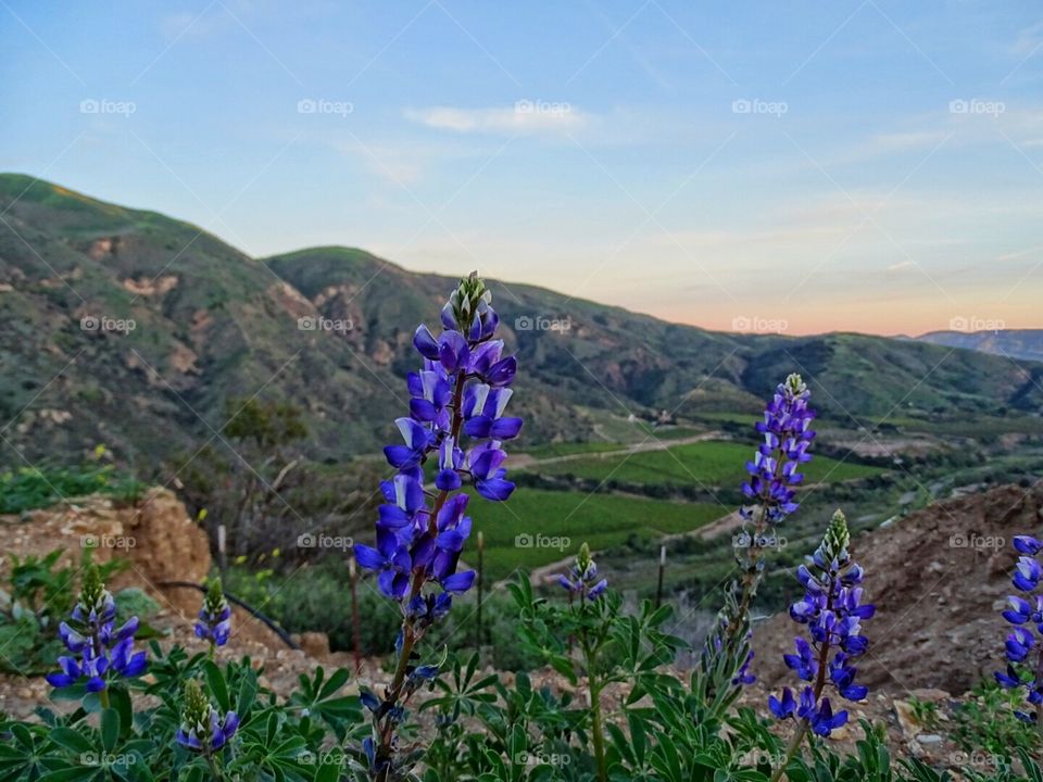 Wine Country and Wildflowers