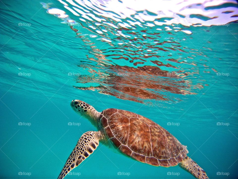 Sea Turtle Cruising