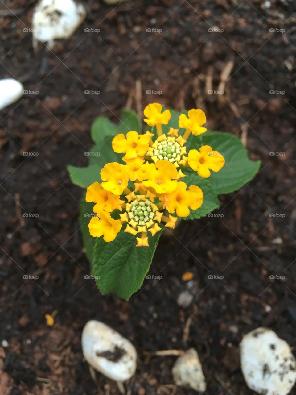 🌹 🇺🇸 Very beautiful flowers to brighten our day.  Live nature and its beauty. Did you like the delicate petals? / 🇧🇷 Flores muito bonitas para alegrar nosso dia. Viva a natureza e sua beleza. Gostaram das pétalas delicadas? 