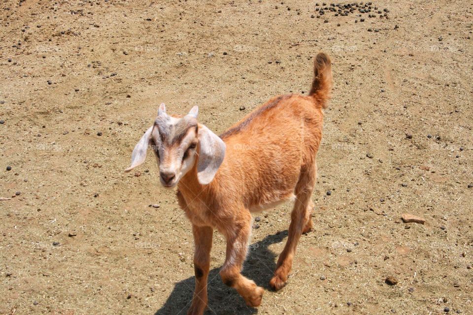 Tan Goat