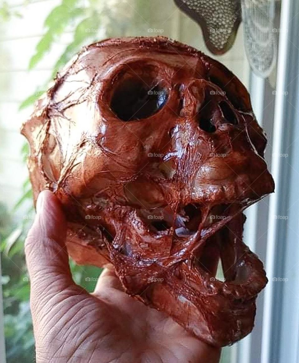 Emotions Series: Disgust