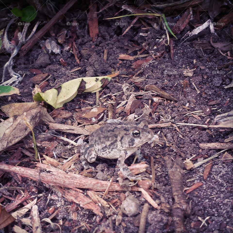 Brown Frog. little brown toad