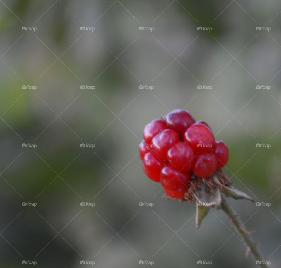 Organic ripening blackberries. 