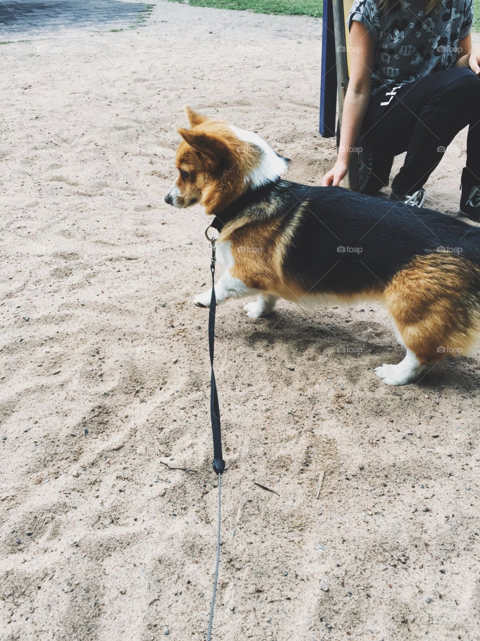 Dog playing with sand