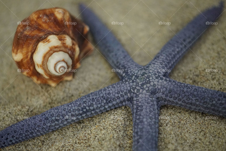 Close-up of starfish and conch shells on sand