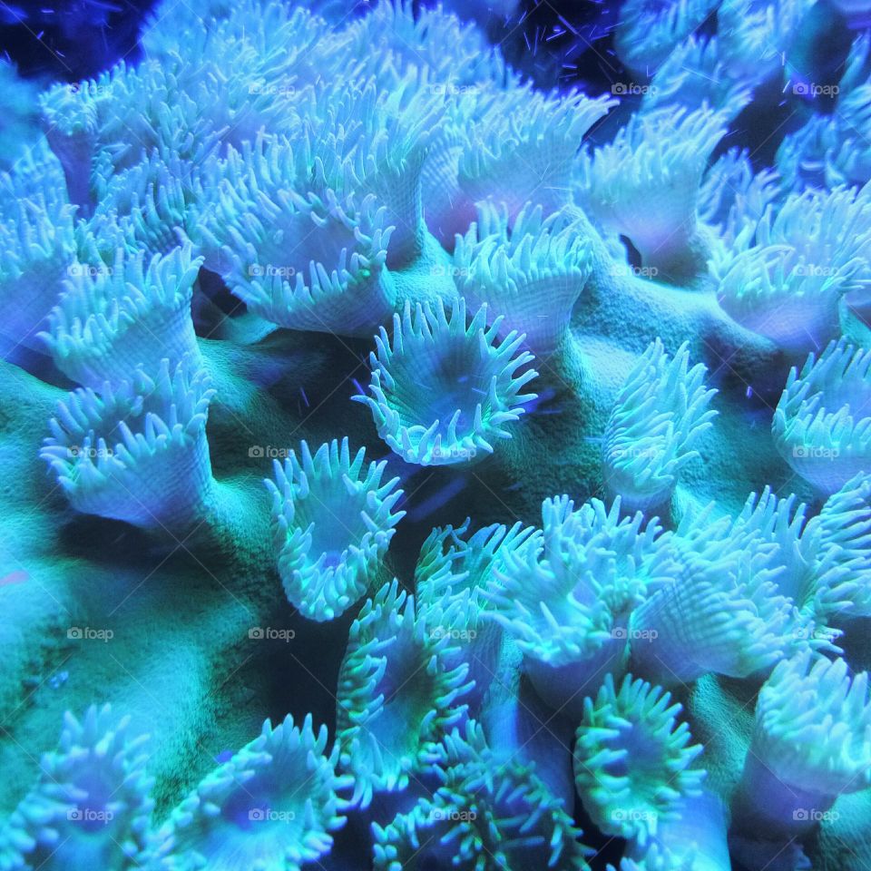 Coral reef underwater in the aquarium